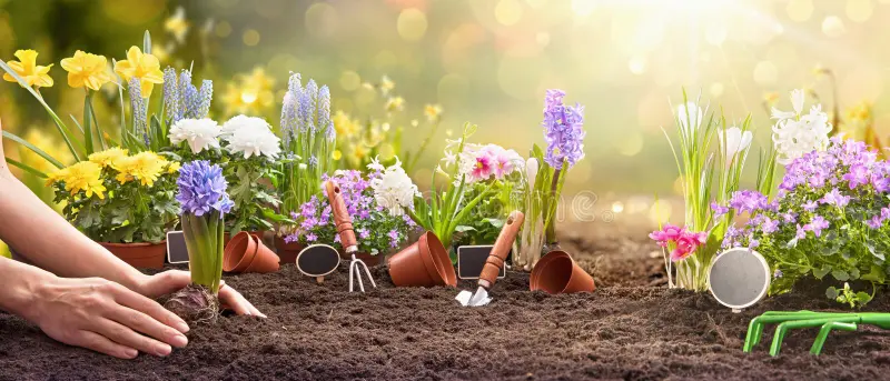 Soil Preparation